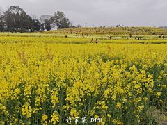 -三圣花乡旅游区