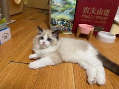 -猫十亿·布偶金渐层·曼基康矮脚猫舍(青年路店)