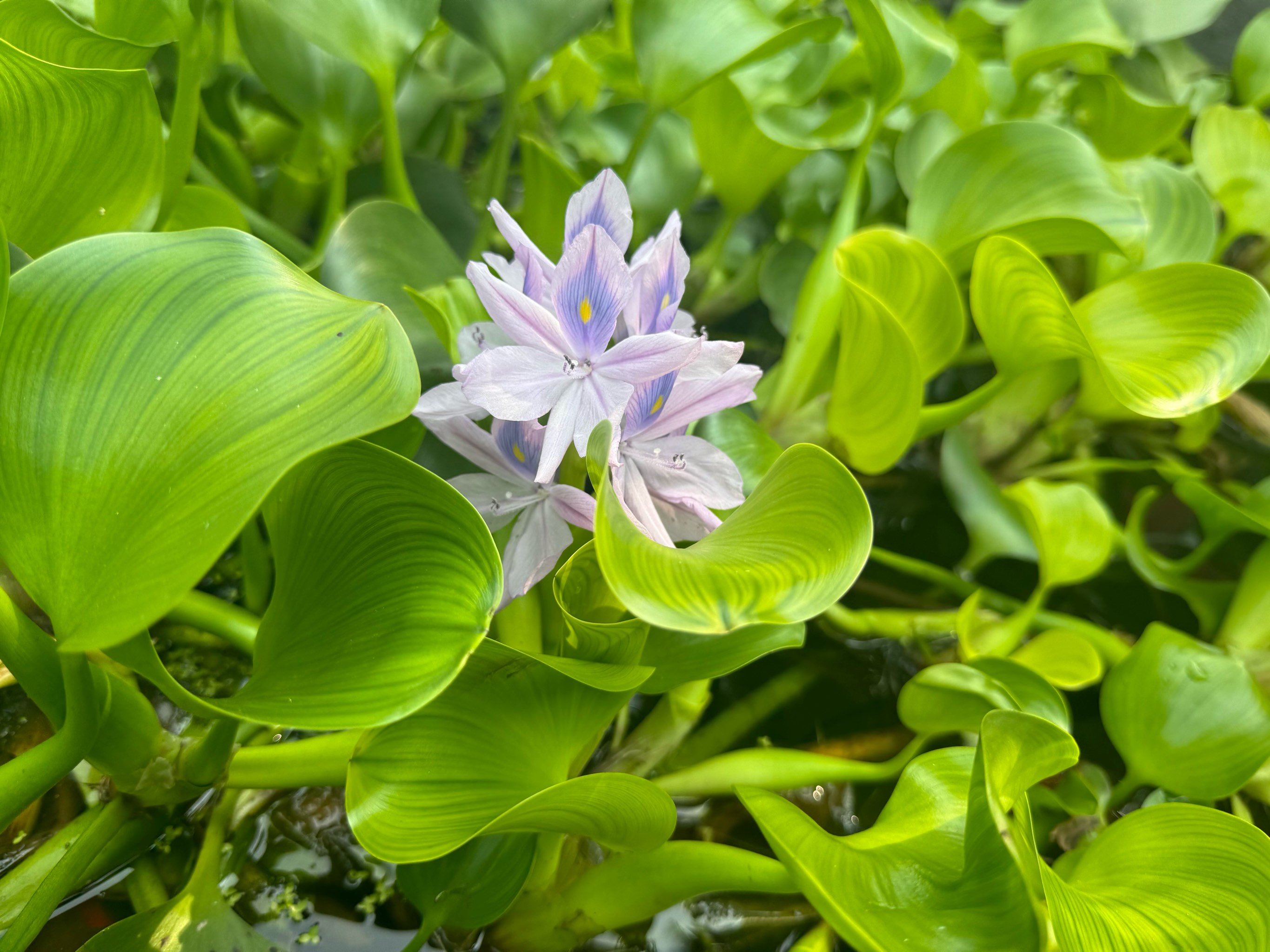 水葫芦开花 寓意图片