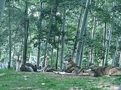 -北京野生动物园