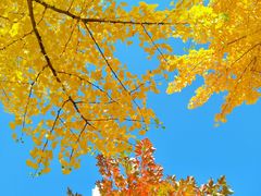 -长白岛森林公园