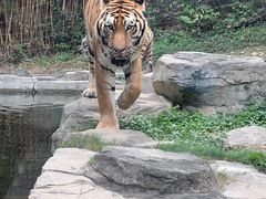 -深圳野生动物园