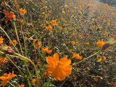 -北京东方普罗旺斯薰衣草庄园