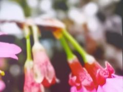 -桃花涧