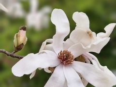 -上海辰山植物园