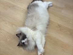 -有喵·猫咖·狗咖·30几只猫10只小狗(岗厦店)