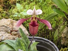 -国家植物园南园