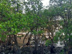 -宝安西湾红树林湿地公园