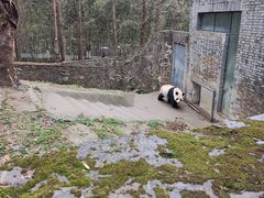 -都江堰中华大熊猫苑