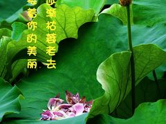 -黄兴公园