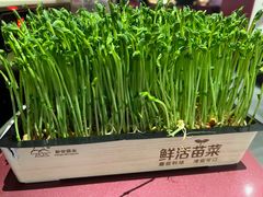 -九鼎轩脆毛肚火锅(三钢里店)