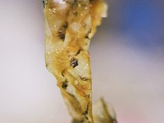 凉拌鱼皮-长平肥姐白粥·海鲜打冷