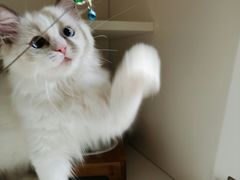 -东方名猫馆·英短金渐层布偶猫舍(环线广场1号楼店)