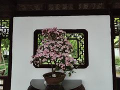 -上海醉白池公园
