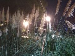 -昆山城市生态森林公园