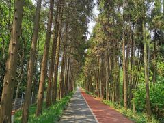 -上海长兴岛郊野公园