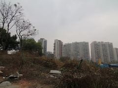 -银湖山郊野公园-相思林