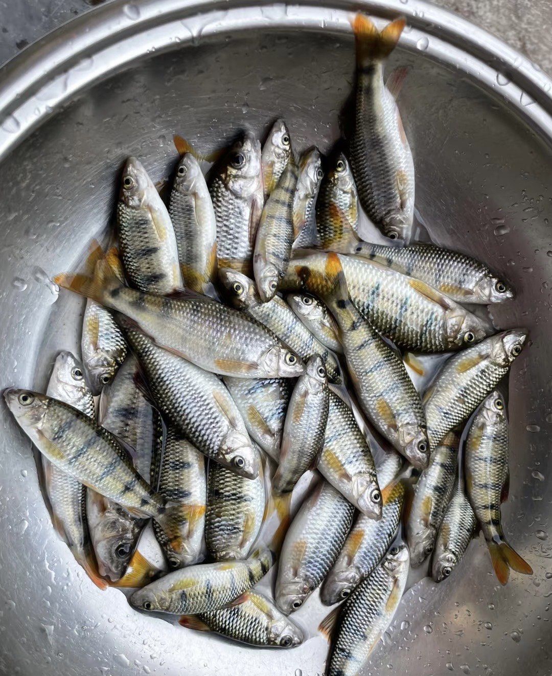 解锁溪石斑,沿途风景也很好看哇[微笑]