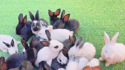 -萌宠亲子动物乐园(槐房万达店)