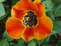 -长春公园(普阳街道)