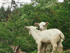 -硗碛藏寨·神木垒景区