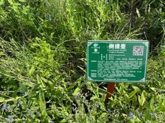 -广西壮族自治区药用植物园