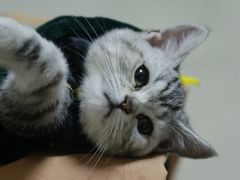 -lincat·猫舍(广州店)