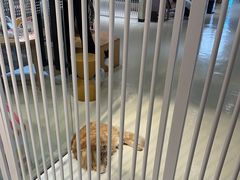 -藏猫猫咖啡主题馆(中央大道店)