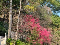 -乌山风景区