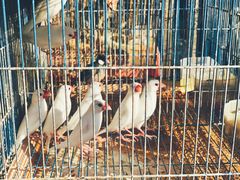 -细村农贸综合市场