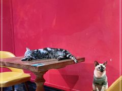 -猫色咖啡·猫咖