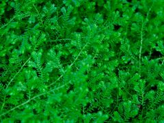 -东莞植物园