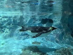 -帝企鹅自助餐厅•儿童岛•真企鹅(长隆企鹅酒店)