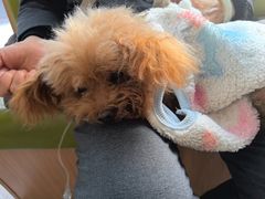 -北京派仕佳德动物医院·超导核磁·CT·神经科·骨科·内外科·急重症管理中心