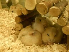 -龙猫仔乐园(惠福东路店)