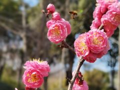 -顾村公园
