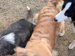 -趣玩宠物乐园寄养训犬训狗游泳池