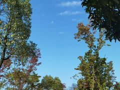 -铁山坪森林公园