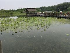 -溱湖国家湿地公园