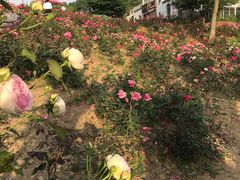 -大塘金香草谷
