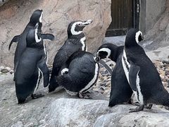 -上海野生动物园