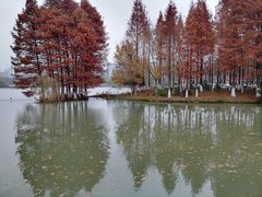 -青枫公园