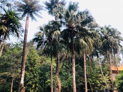 -中国科学院西双版纳热带植物园