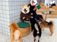 -柴务处·柴犬主题狗咖