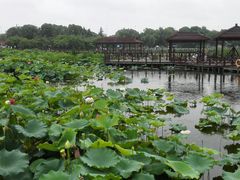 -荷塘月色湿地公园·向阳花洲