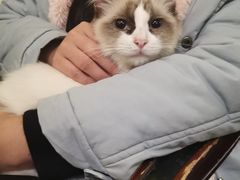 -猫色咖啡·猫咖