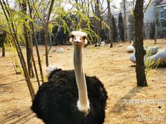 -大连森林动物园