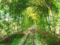 -合肥滨湖国家森林公园