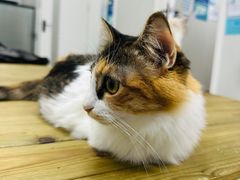 -瑞派宠物医院东莞中心医院·24H转诊·异宠(新河北路院)
