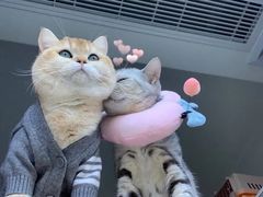 -肯德基(坑梓店)